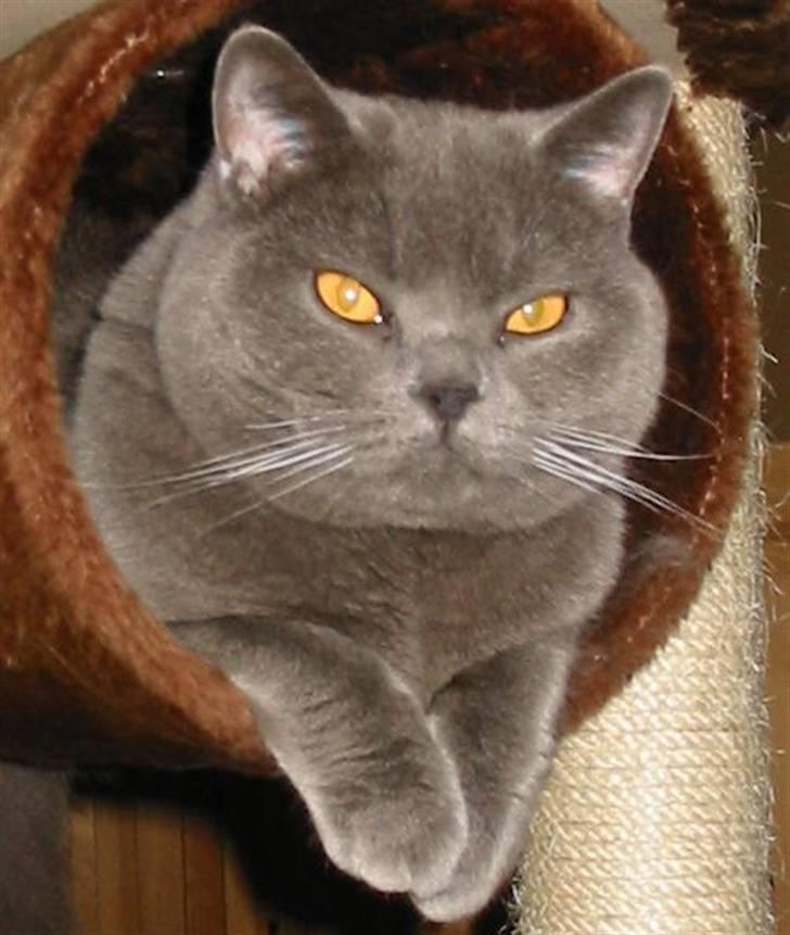 British Shorthair Chalina's Elliot billede 7