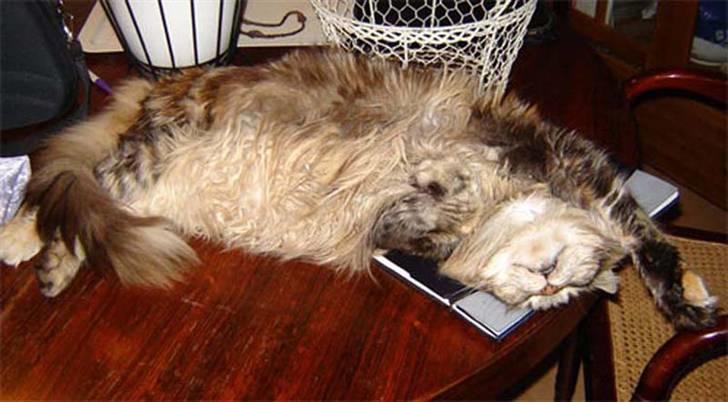 Maine Coon Stjomalini´s Babette - Babette slapper af billede 4