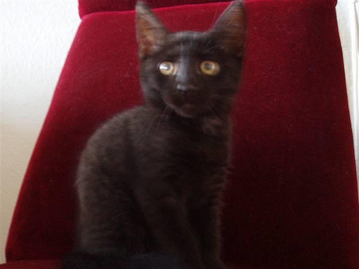 Huskat Jack - Lidt rundt på gulvet... billede 3