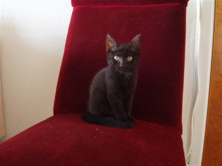 Huskat Jack - ... Og meget nysgerrig billede 4