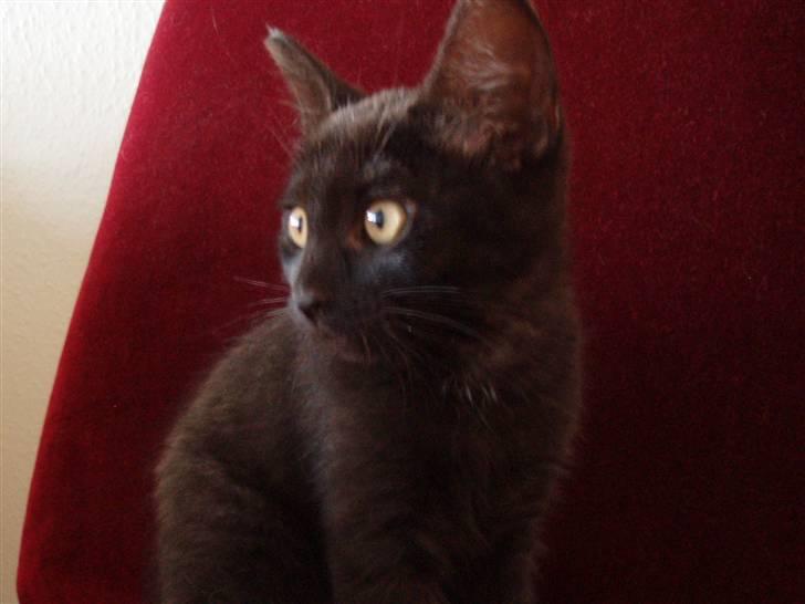 Huskat Jack - SÅÅÅ sød...  billede 5