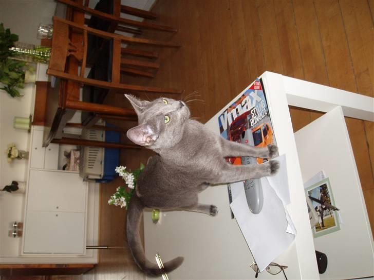 Russian Blue Lucky Luke - En stolt storebror... : ) billede 17