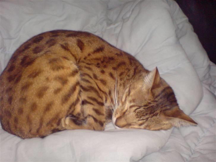 Bengal Mus billede 8
