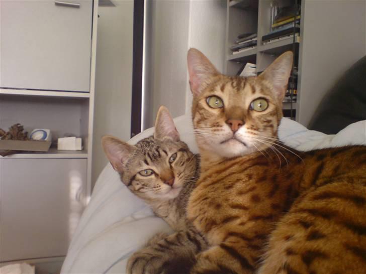 Bengal Mus billede 9