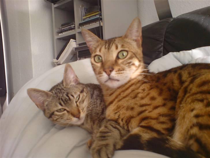 Bengal Mus billede 10