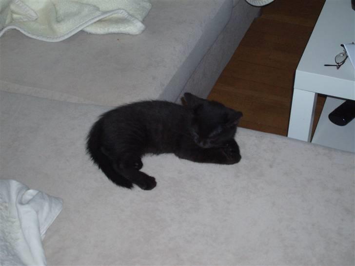 Huskat Jack - nu blev han træt billede 6