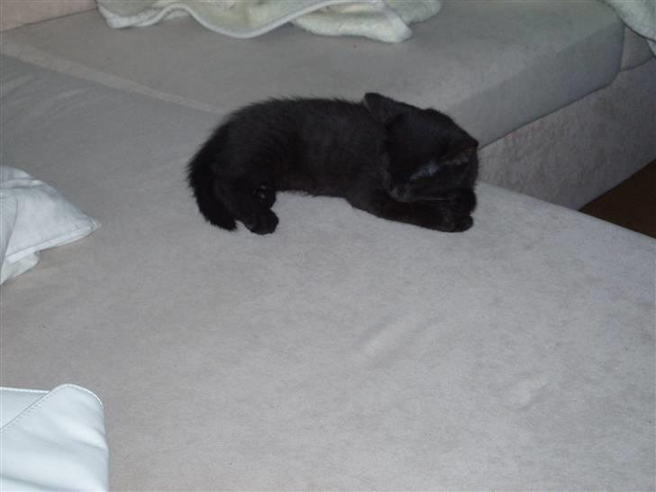 Huskat Jack billede 7