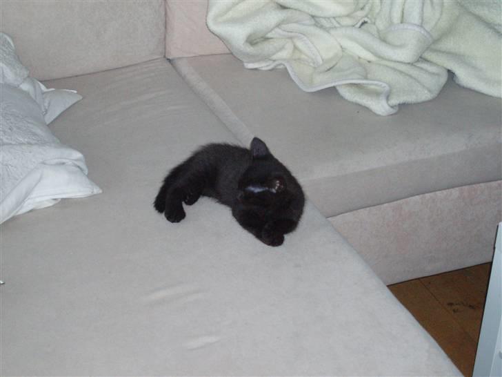 Huskat Jack billede 8