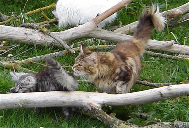 Maine Coon Stjomalini´s Babette - Babette i haven billede 5