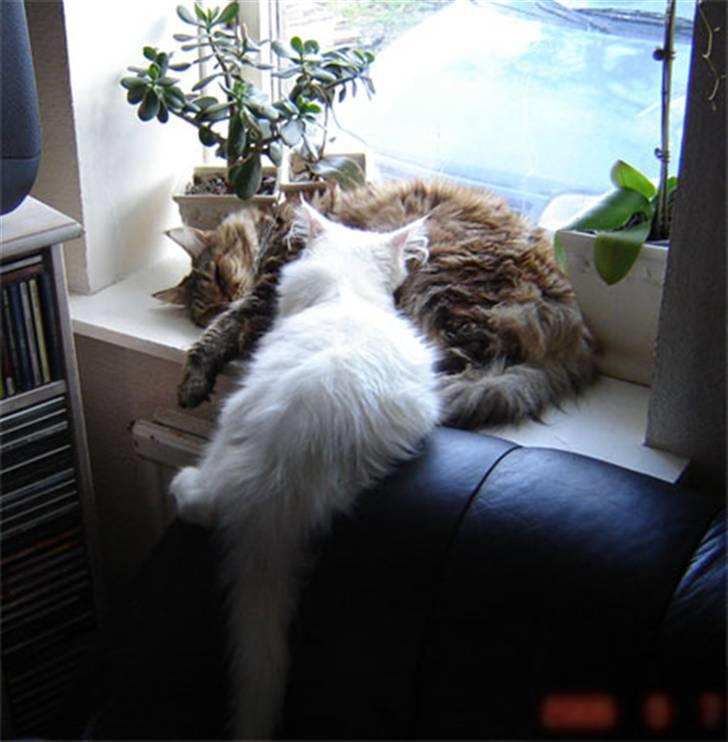 Maine Coon Stjomalini´s Babette - Babette og Snowman billede 6