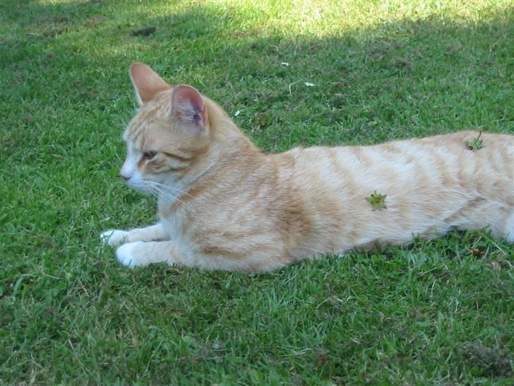 Huskat Simba billede 19