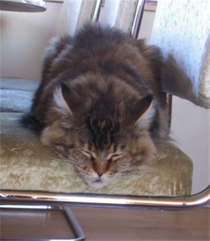 Maine Coon Stjomalini´s Babette - Babette sover godt billede 7