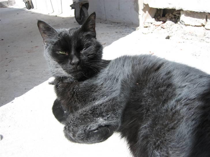 Huskat Godthåbs Ruth - R.I.P. - Min støvede, dejlige og glade kat :o) billede 1