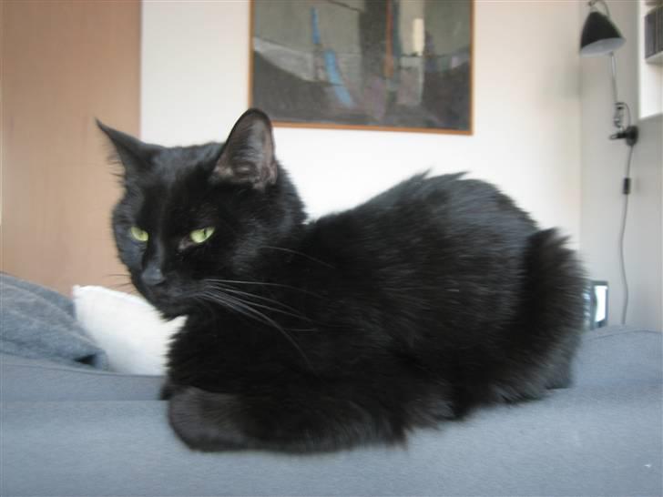 Huskat Godthåbs Ruth - R.I.P. - Ruth slapper af på ryggen af vores sofa. billede 2