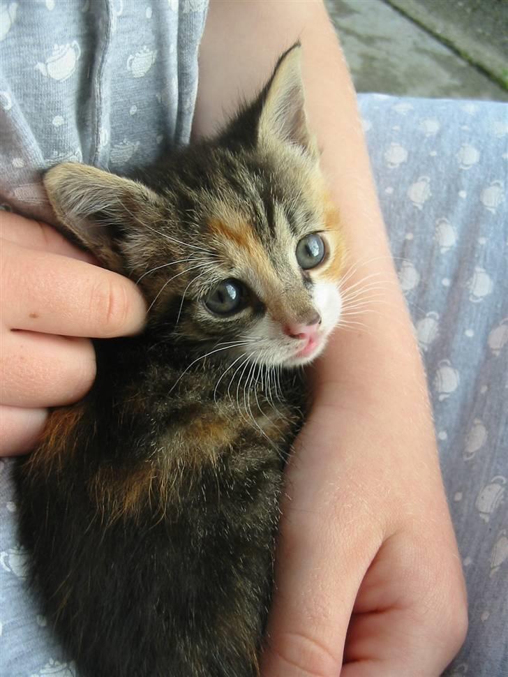 Huskat Isma billede 1