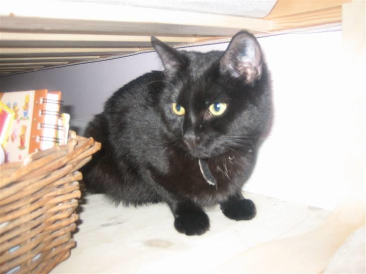 Huskat Godthåbs Ruth - R.I.P. - Jeg ligger lige under sengen. billede 3