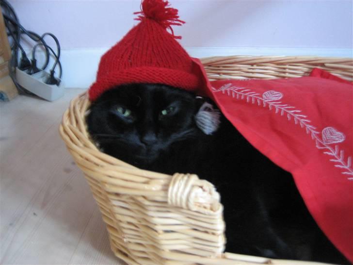 Huskat Godthåbs Ruth - R.I.P. - "Og Lurifax, hans kat som ellers altid er så fræk, han drømmer sødt om røget sild med flødeovertræk!" Ja, Ruth skal jo også mærke at det er jul :D billede 4