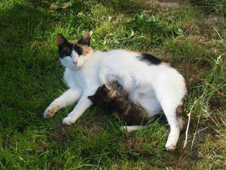 Huskat Isma billede 2