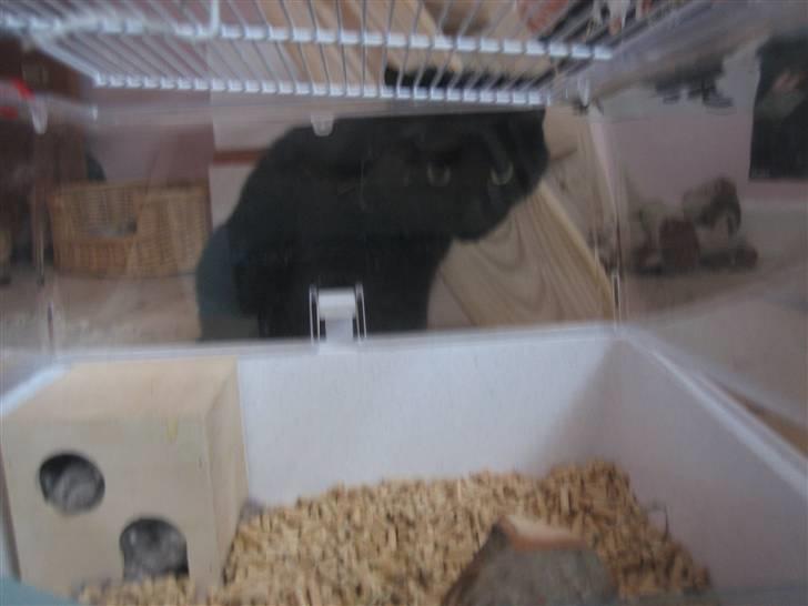 Huskat Godthåbs Ruth - R.I.P. - "Er Freyja ikke hjemme? Jeg kunne ellers godt tænke mig at lege med hende.." billede 5