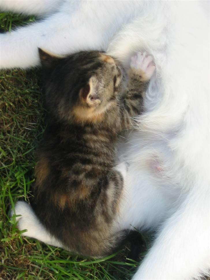 Huskat Isma billede 3