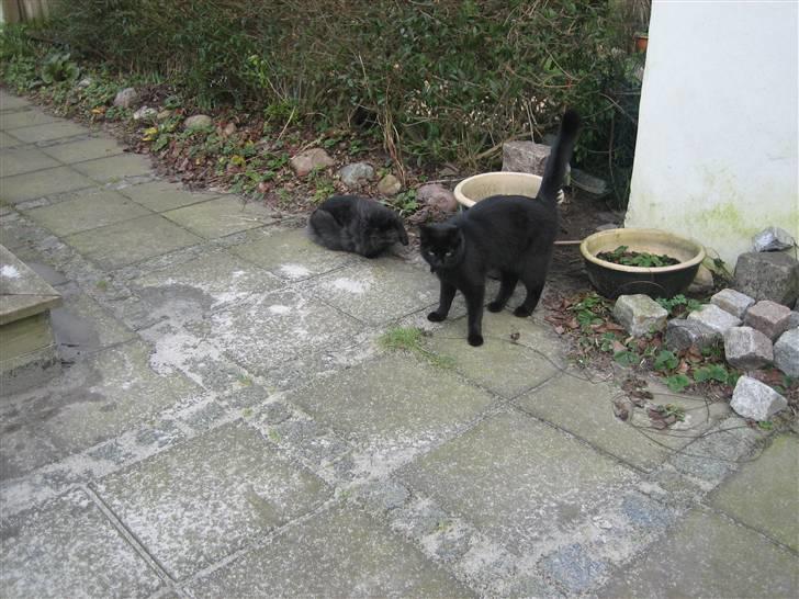 Huskat Godthåbs Ruth - R.I.P. - "Moar, Coco driller!!" billede 6