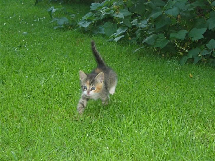 Huskat Isma billede 4