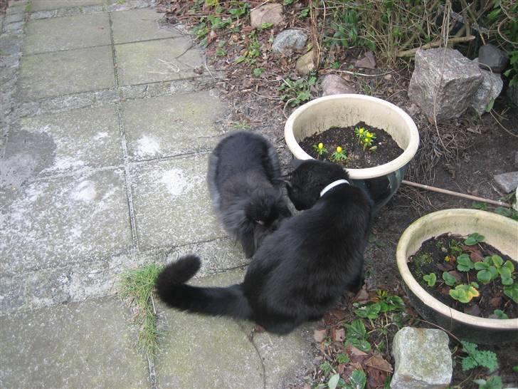 Huskat Godthåbs Ruth - R.I.P. - "Hej Coco, skal vi ikke lege?" billede 7