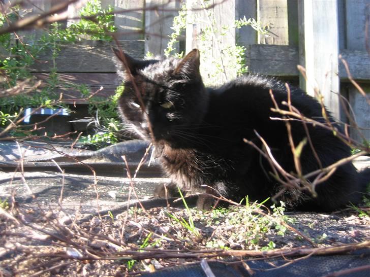 Huskat Godthåbs Ruth - R.I.P. - "Hvad laver du inde i min busk? Nu var jeg lige sluppet væk fra dig og dit dumme kamara!" Ser han ud til at tænke. billede 8