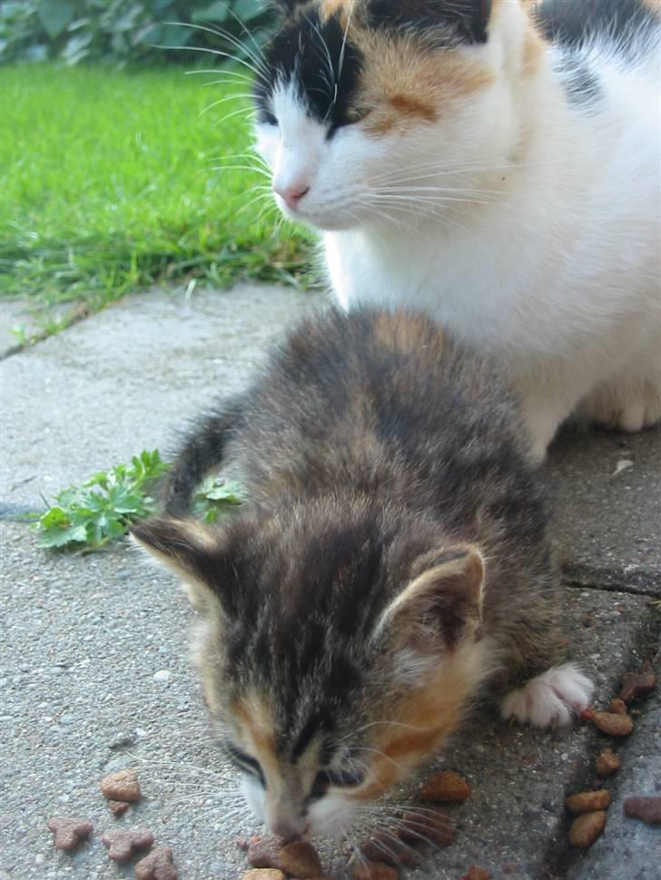 Huskat Isma billede 5