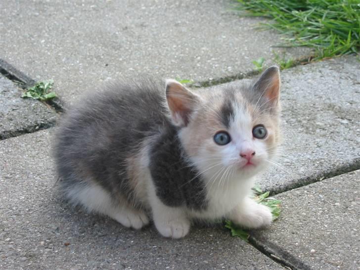 Huskat Kronk billede 1