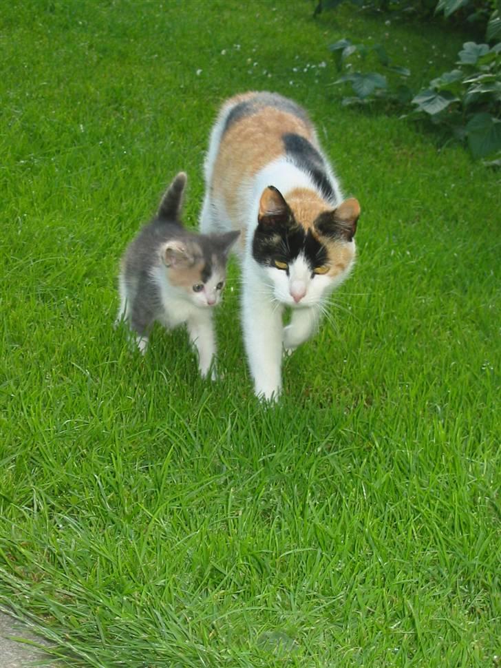 Huskat Kronk billede 2