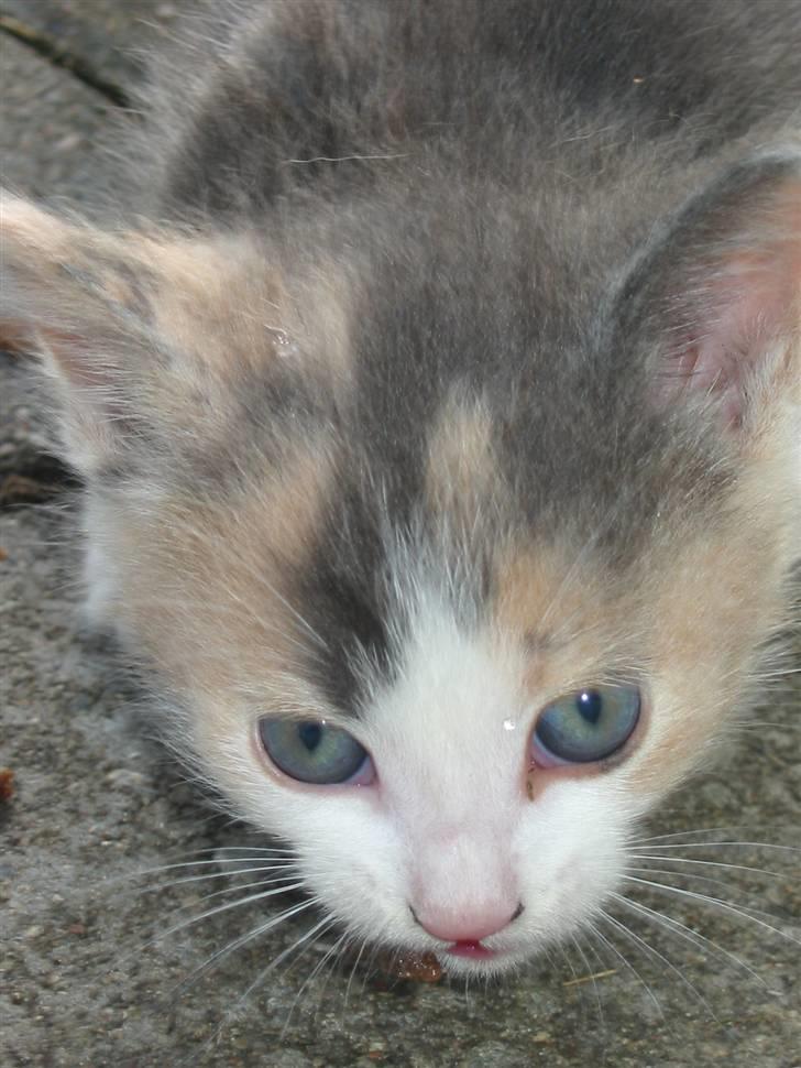 Huskat Kronk billede 3