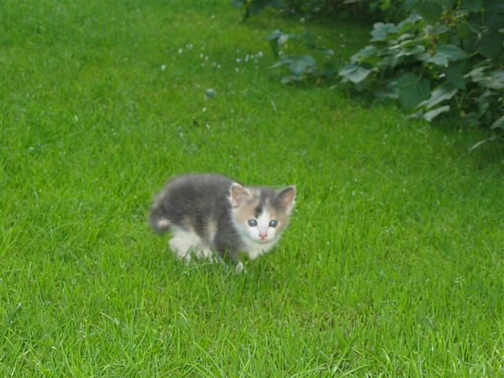 Huskat Kronk billede 4