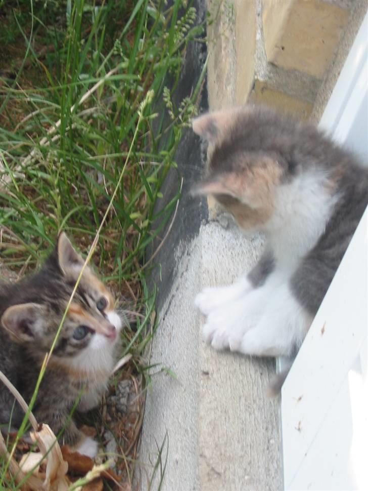 Huskat Kronk billede 5