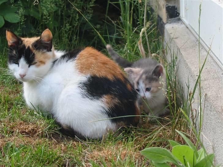 Huskat Kronk billede 6