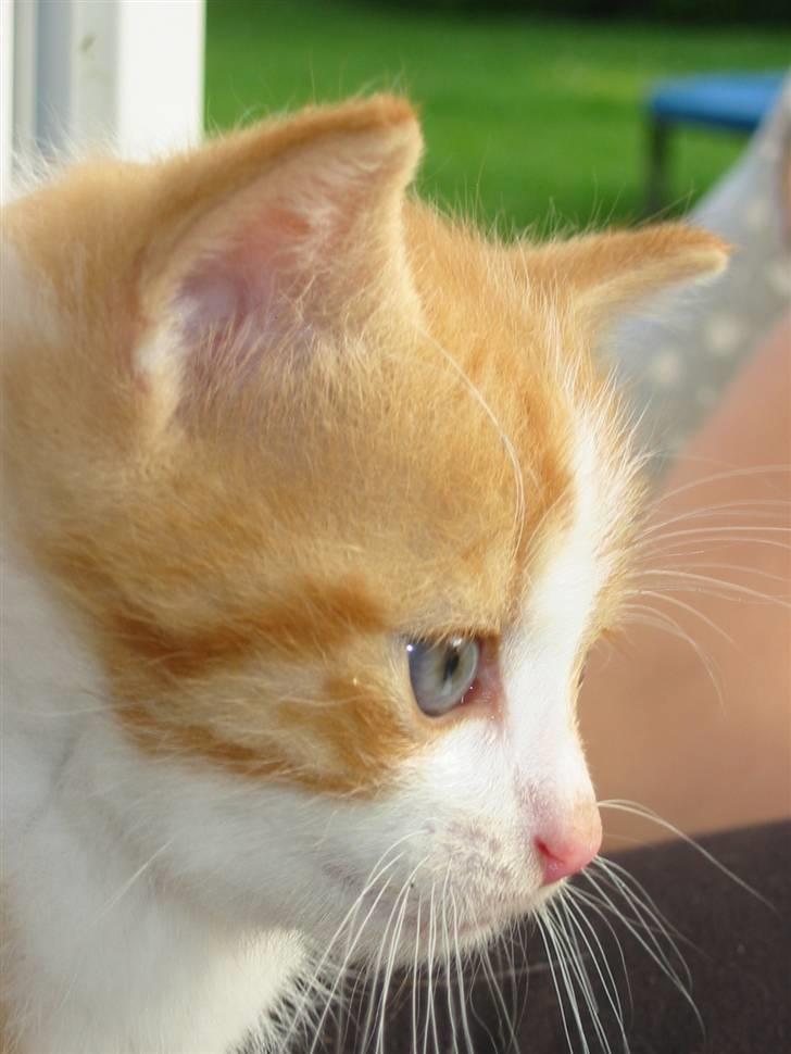 Huskat Kuzco billede 1