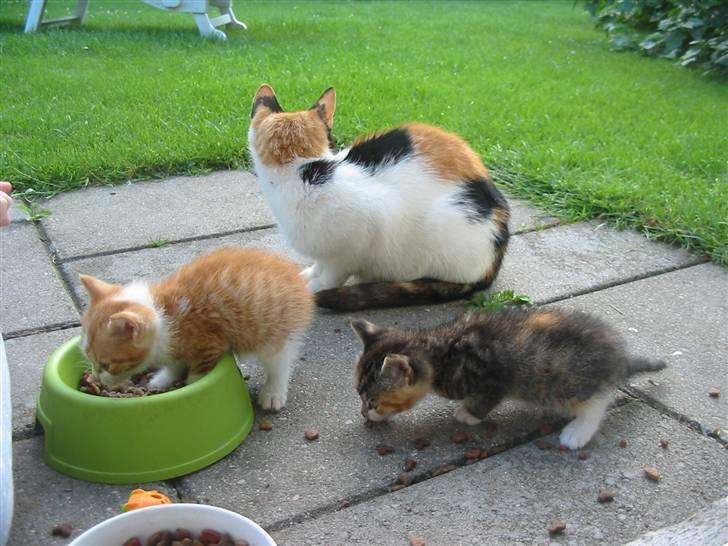 Huskat Kuzco billede 2