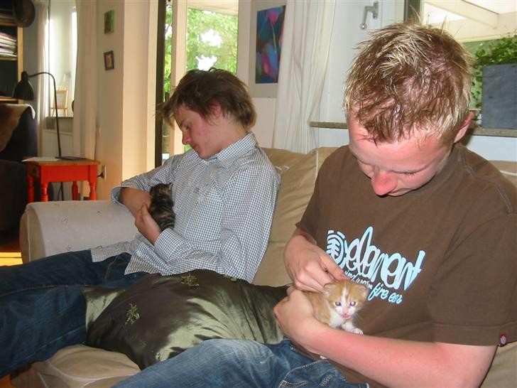 Huskat Kuzco - Jacob og Jeppe, en lille smule fulde ;D men det var dem der fandt på navnene :D  billede 3