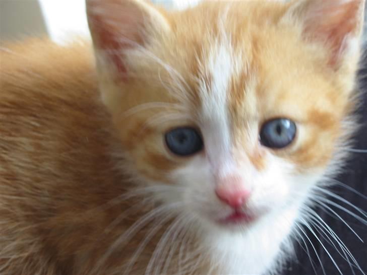 Huskat Kuzco billede 4