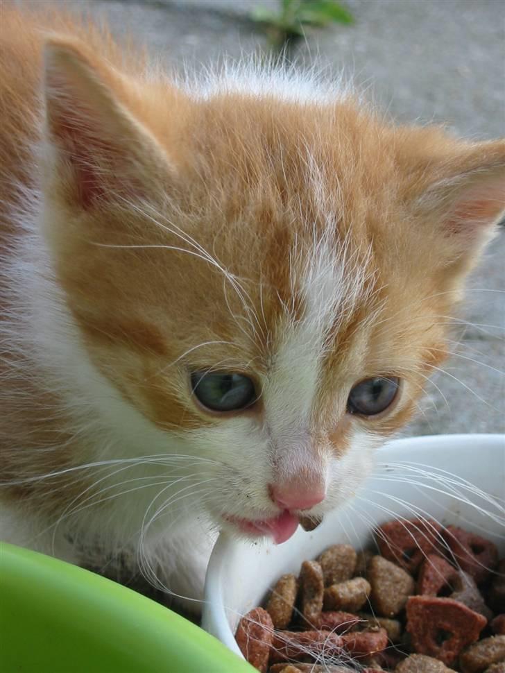 Huskat Kuzco billede 5