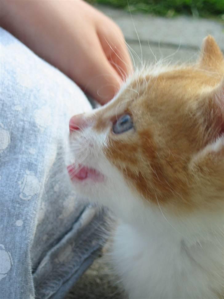 Huskat Kuzco billede 6