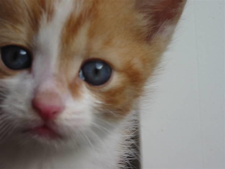 Huskat Kuzco billede 7