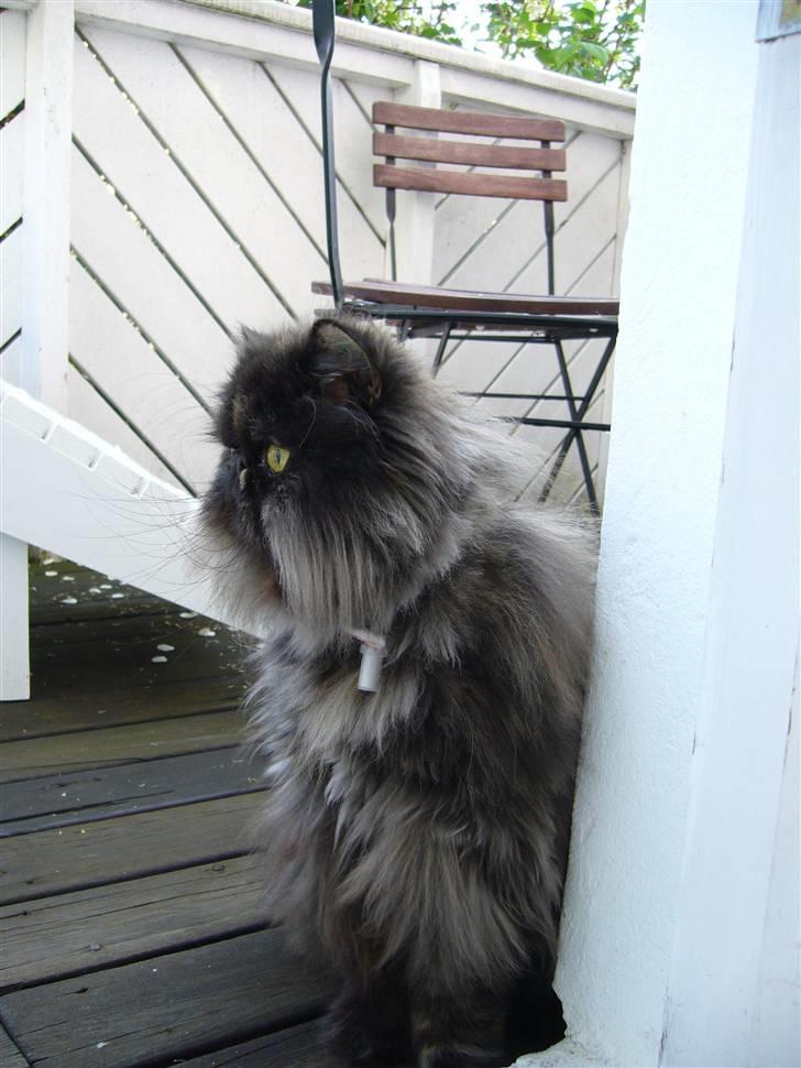 Perser Agrippina's Ofelia - Velkommen til Ofelias profil :) billede 1