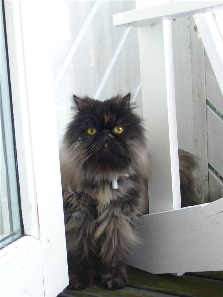 Perser Agrippina's Ofelia billede 2