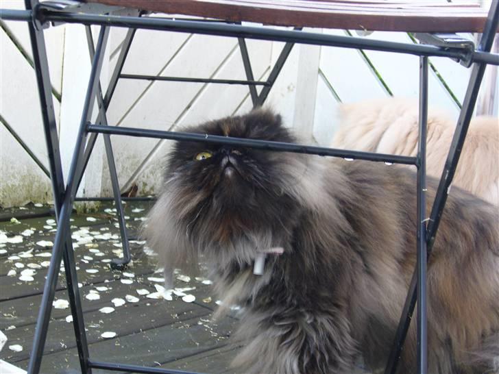 Perser Agrippina's Ofelia - Mmmm... vand... billede 3