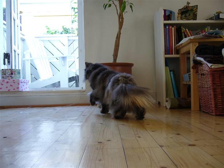 Perser Agrippina's Ofelia billede 4