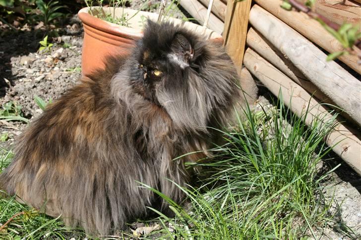 Perser Agrippina's Ofelia - maj 08 billede 5