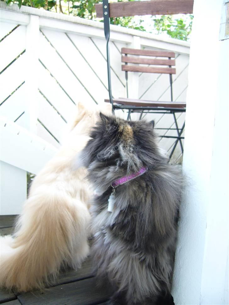 Perser Agrippina's Ofelia - Hvad laver du Otello?? billede 6