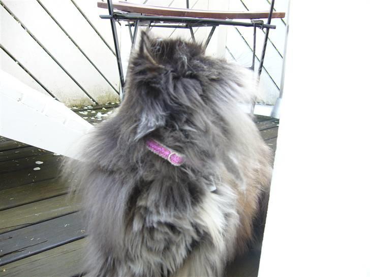 Perser Agrippina's Ofelia - Pinkt halsbånd hihi... ;) billede 7