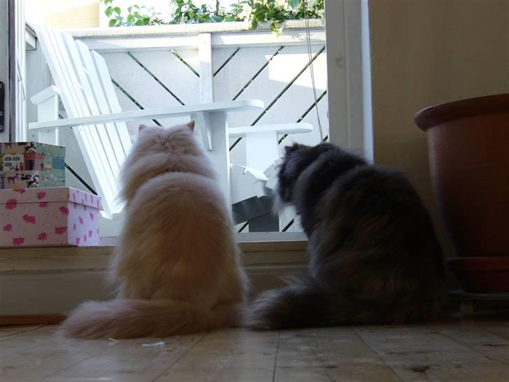 Perser Agrippina's Ofelia - Otello og Ofelia billede 8